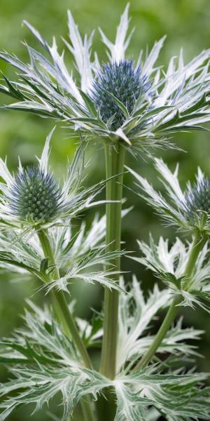 ERYNGIUM x oliverianum