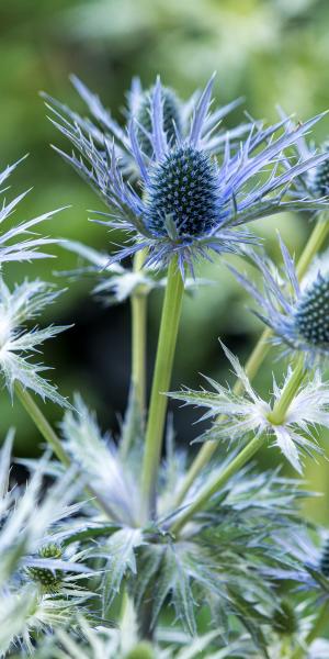 ERYNGIUM x zabelii 'Big Blue' just starting to turn blue