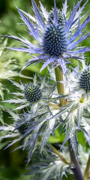 ERYNGIUM x zabelii 'Jos Eijking'