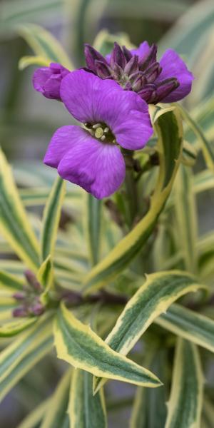 ERYSIMUM linifolium 'Variegatum'