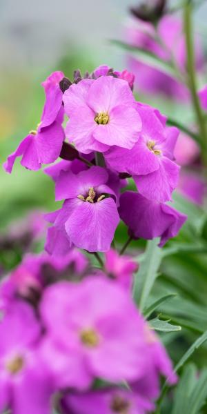 ERYSIMUM 'Winter Joy'