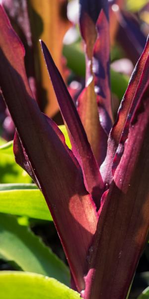 EUCOMIS comosa 'Sparkling Burgundy'