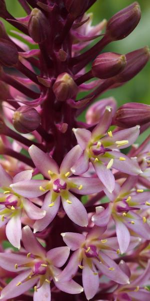 EUCOMIS comosa 'Sparkling Burgundy'