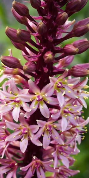 EUCOMIS comosa 'Sparkling Burgundy'