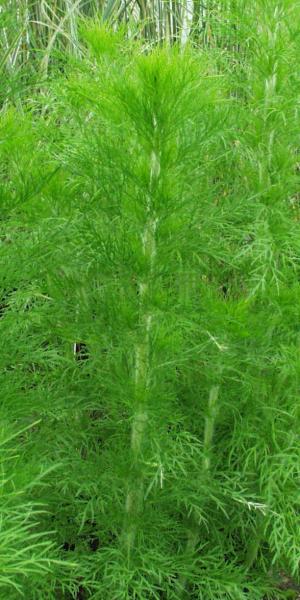 EUPATORIUM capillifolium