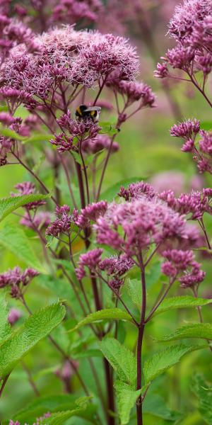 EUTROCHIUM maculata Atropurpureum Group