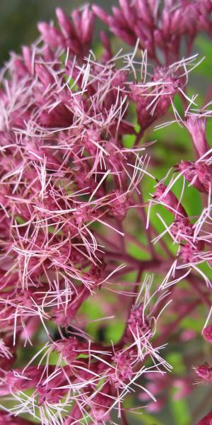 EUTROCHIUM maculata Atropurpureum Group