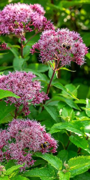 EUTROCHIUM maculatum (Atropurpureum Group) 'Red Dwarf'