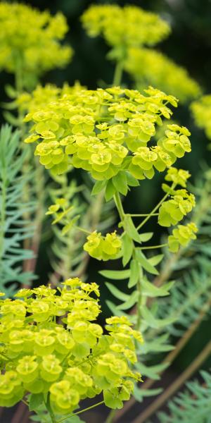 EUPHORBIA seguieriana