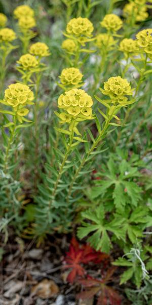 EUPHORBIA 'Abbey Dore'