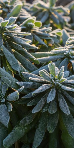 EUPHORBIA amygdaloides var. robbiae