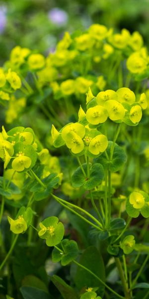 EUPHORBIA amygdaloides var. robbiae