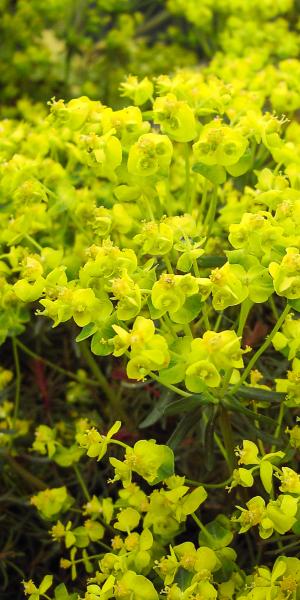 EUPHORBIA cyparissias 'Fens Ruby'