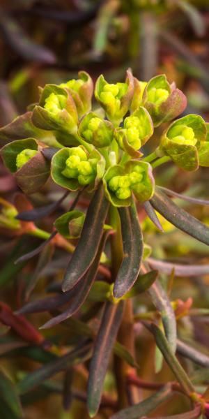 EUPHORBIA cyparissias 'Fens Ruby'