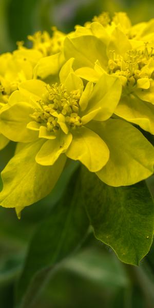 EUPHORBIA epithymoides (polychroma)