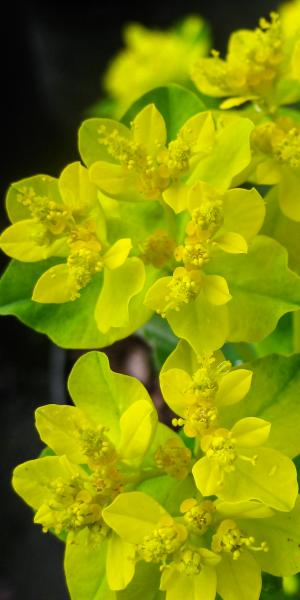 EUPHORBIA epithymoides (polychroma)