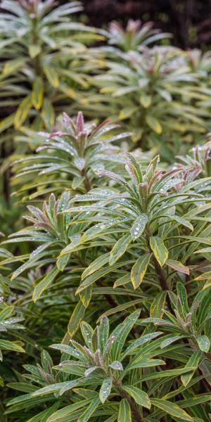 EUPHORBIA x martinii 'Ascot Rainbow' 