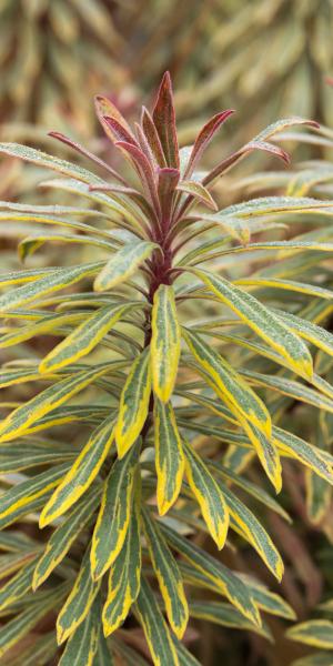 EUPHORBIA x martinii 'Ascot Rainbow' 