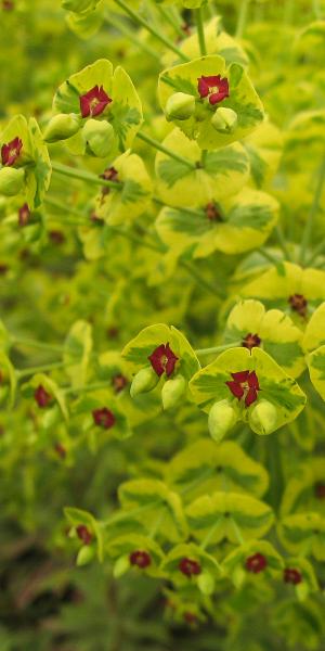 EUPHORBIA x martinii 'Ascot Rainbow' 