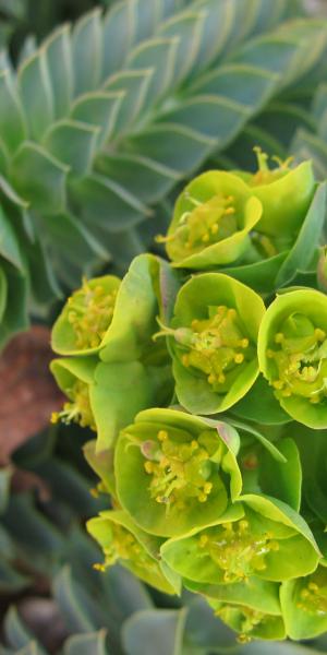 EUPHORBIA myrsinites