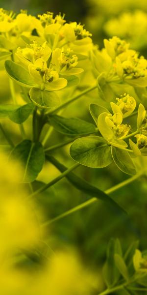 Euphorbia palustris