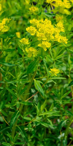 Euphorbia palustris