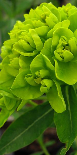 EUPHORBIA palustris 'Walenburg's Glorie'