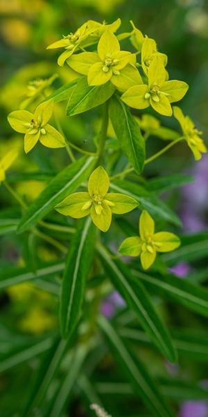 EUPHORBIA schillingii