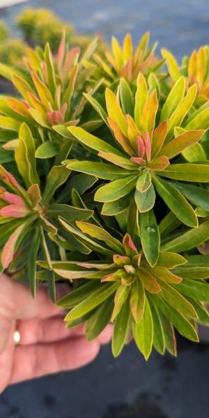 Euphorbia martinii Walberton’s® Little Treasure®