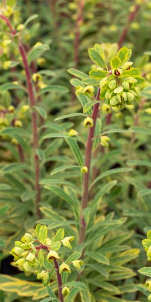 EUPHORBIA x martinii 'Ascot Rainbow' 