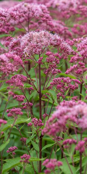 EUTROCHIUM maculatum (Atropurpureum Group) 'Red Dwarf'