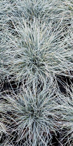 FESTUCA glauca 'Elijah Blue'