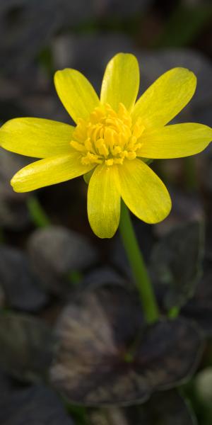 FICARIA verna 'Brazen Child'