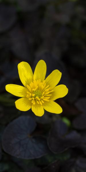 FICARIA verna 'Brazen Hussy'