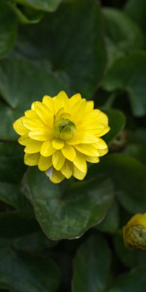 FICARIA verna Flore Pleno Group