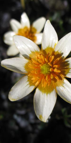FICARIA verna 'Fried Egg'