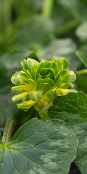 FICARIA verna 'Green Petal'