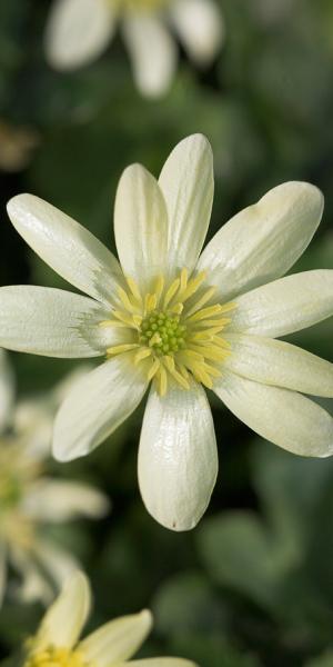 FICARIA verna 'Randall's White'