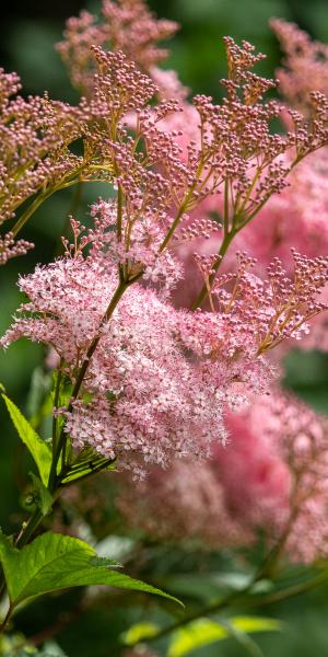 Filipendula rubra 'Venusta'