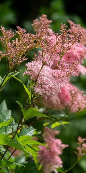 Filipendula rubra 'Venusta'