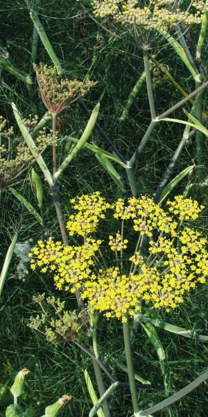 FOENICULUM vulgare 'Purpureum'