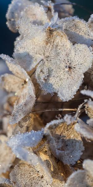 Hydrangea arborescens 'Annabelle'