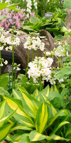 HOSTA  'Cherry Berry'