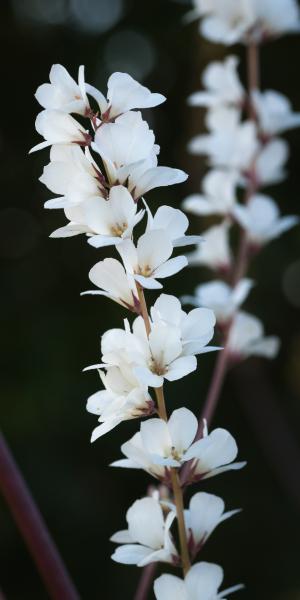 FRANCOA 'Confetti'