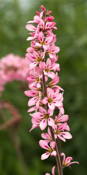 FRANCOA sonchifolia 'Petite Bouquet'