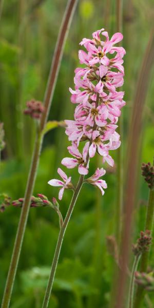 FRANCOA sonchifolia 'Pink Bouquet'