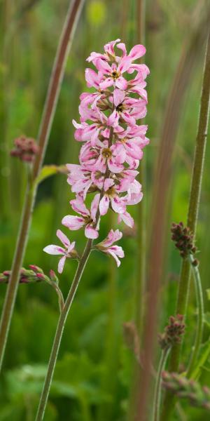 FRANCOA sonchifolia 'Petite Bouquet'