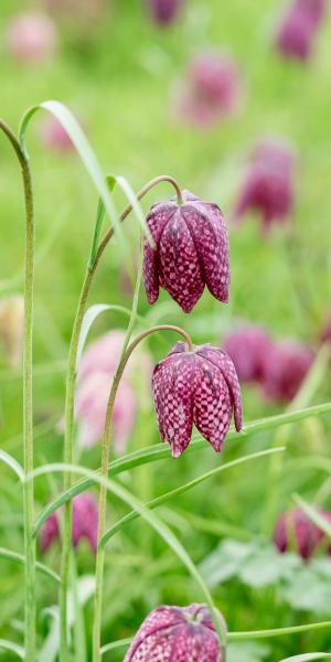 FRITILLARIA meleagris