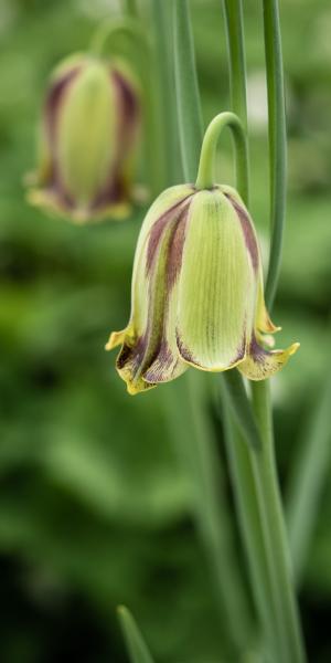 FRITILLARIA acmopetala