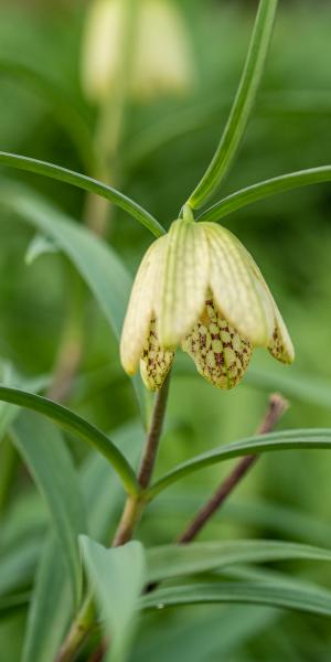 FRITILLARIA thunbergii